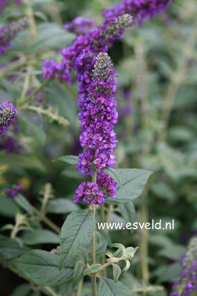 Buddleja davidii 'Blue Chip'