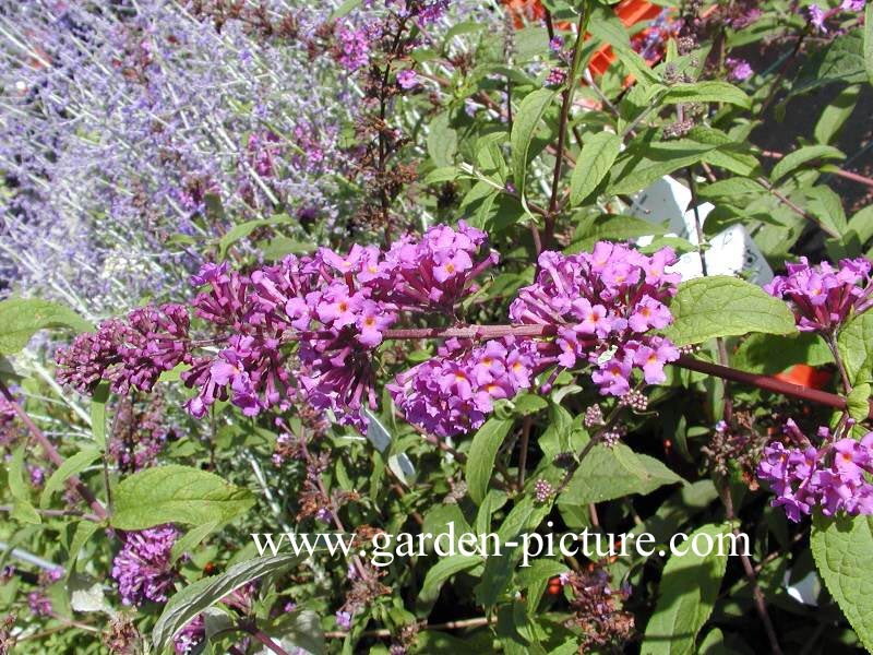 Buddleja davidii 'Border Beauty'