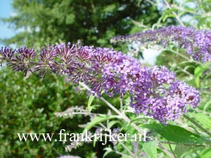Buddleja davidii 'Ecolonia'