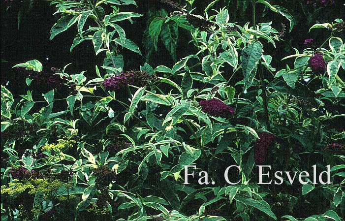 Buddleja davidii 'Harlequin'