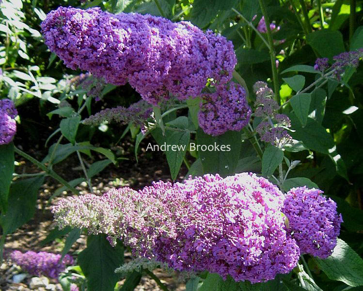 Buddleja davidii 'Minpap' (REVE DE PAPILLON)