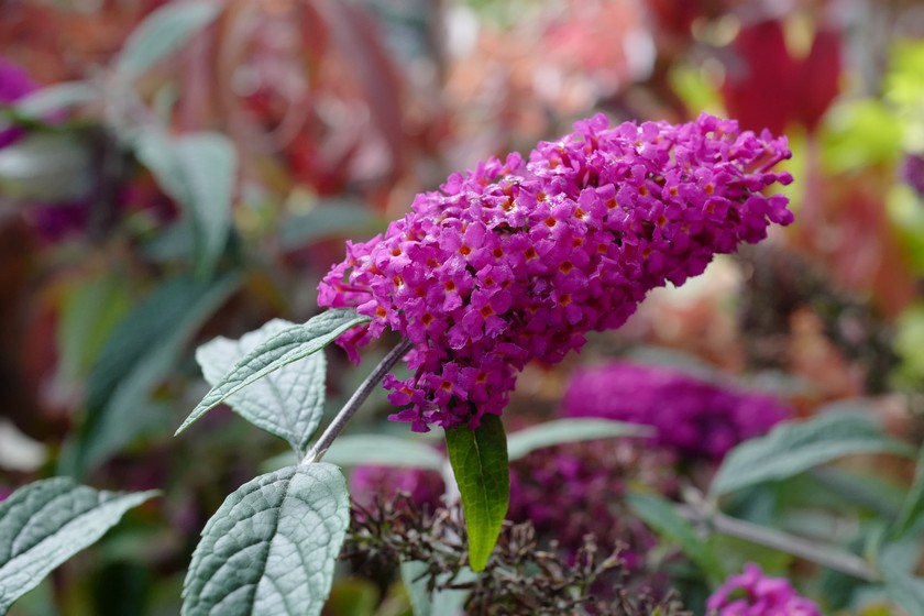 Buddleja davidii 'Miss Ruby'