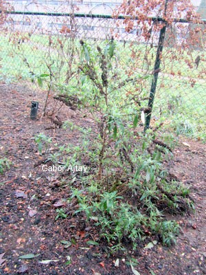 Buddleja davidii 'Orchid Beauty'