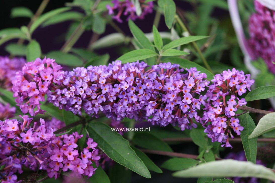 Buddleja davidii 'Podaras13' (FREE PETITE TUTTI FRUTTI)
