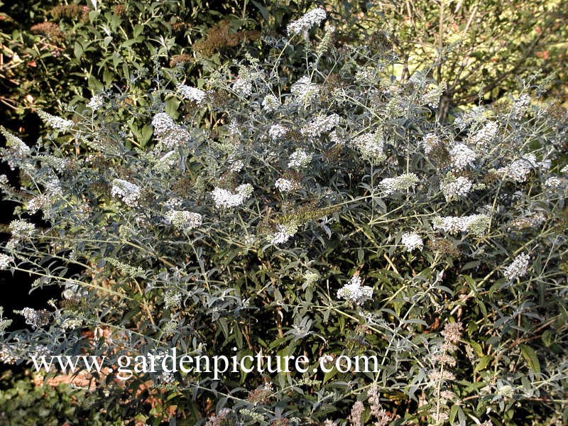 Buddleja davidii 'White Spread'