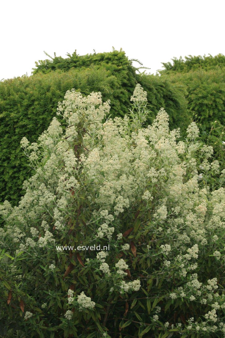 Buddleja loricata