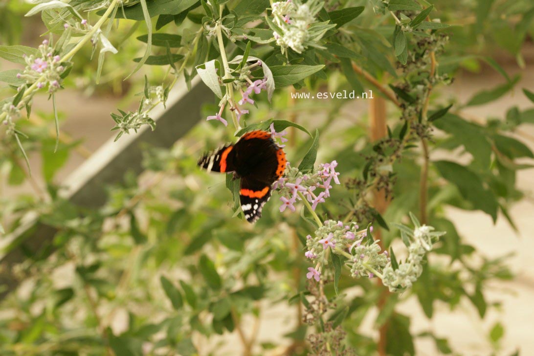 Buddleja pikei