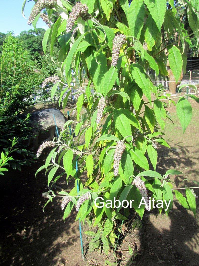 Buddleja yunnanensis