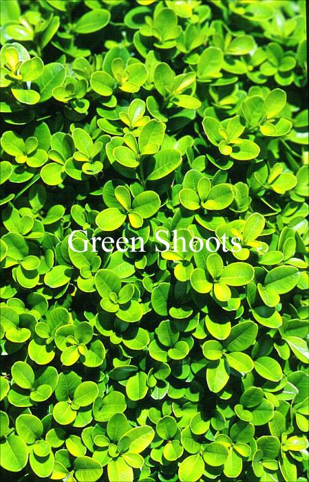Buxus 'Green Pillow'