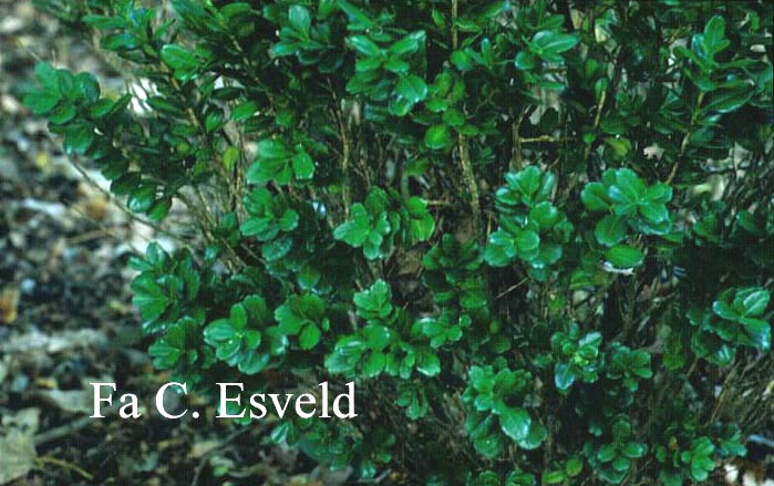 Buxus harlandii 'Richard'