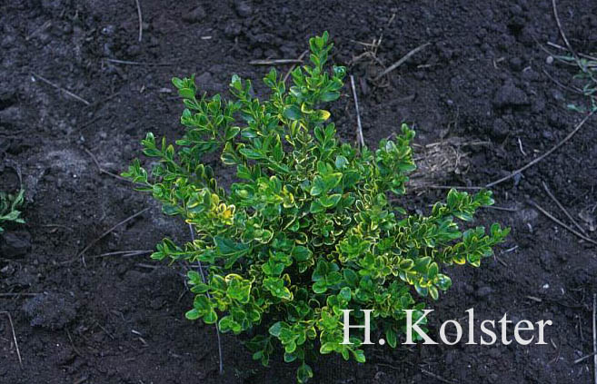 Buxus microphylla 'Golden Triumph'