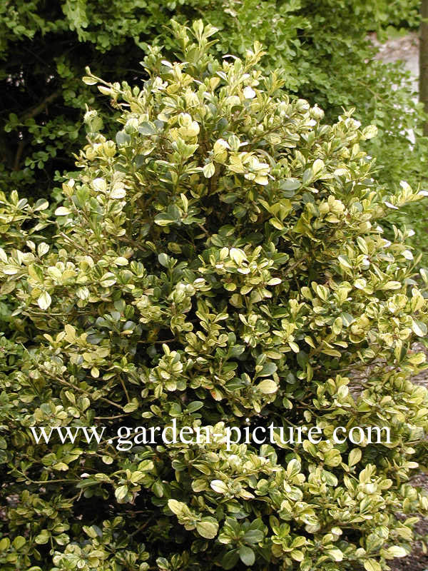 Buxus microphylla 'Kinsha'