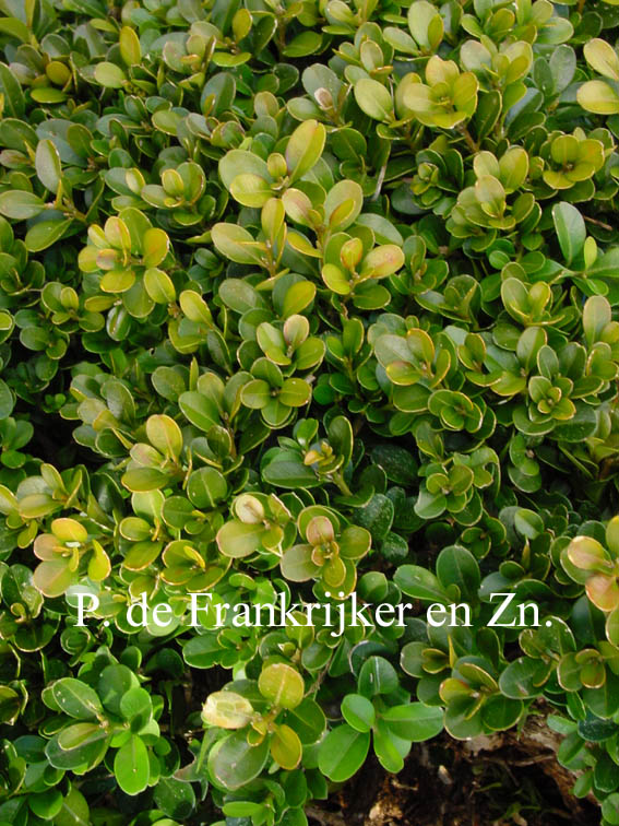 Buxus microphylla 'Morris Dwarf'