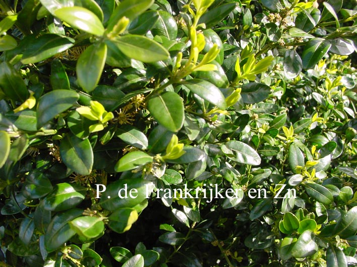 Buxus microphylla 'Morris Fastigiate'