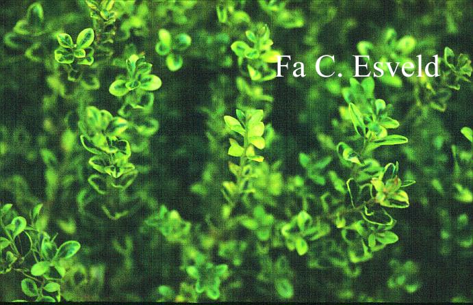 Buxus microphylla 'Peergold' (GOLDEN DREAM)