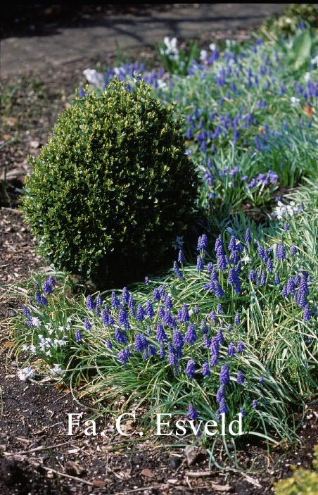 Buxus microphylla 'West Ridgeway'