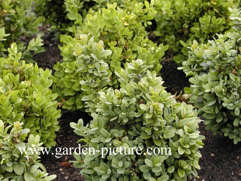 Buxus sempervirens 'Blauer Heinz'