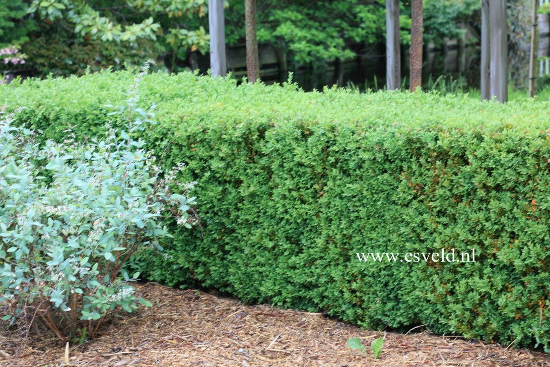 Buxus sempervirens 'Fleur de Lys'