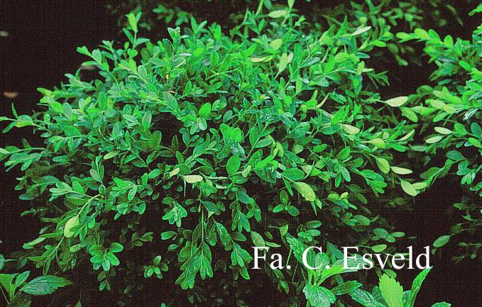 Buxus sempervirens 'Green Balloon'