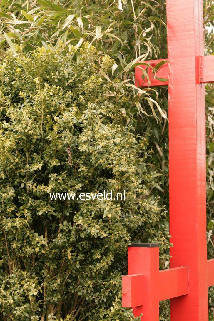 Buxus sempervirens 'Ipek'