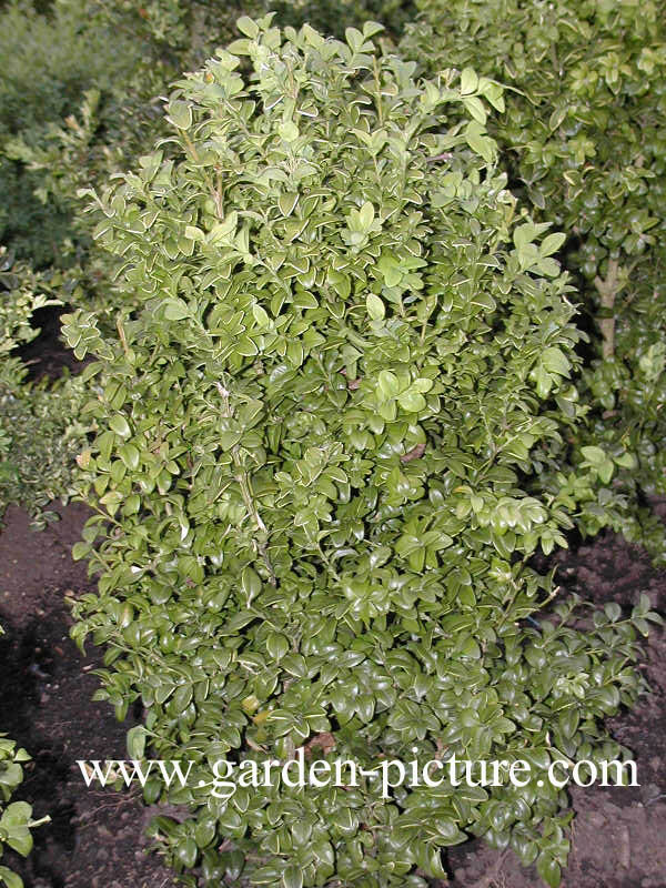 Buxus sempervirens 'Latifolia Macrophylla'