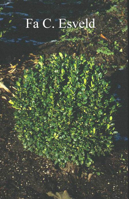 Buxus sempervirens 'Memorial'