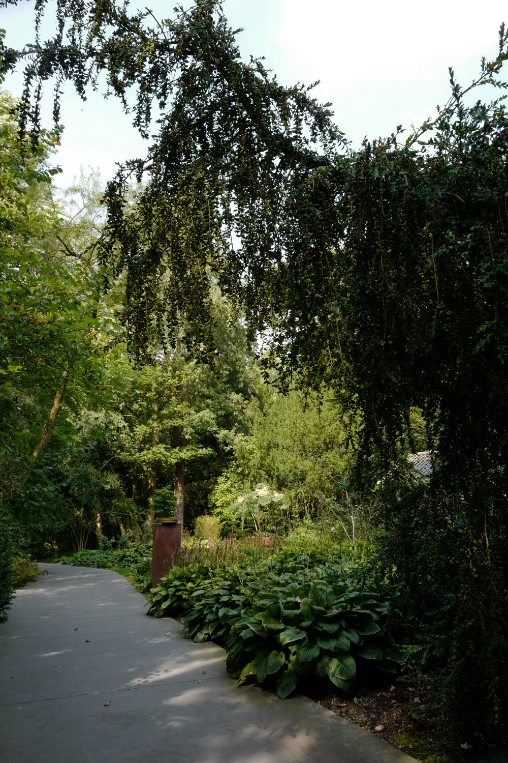 Buxus sempervirens 'Pendula'