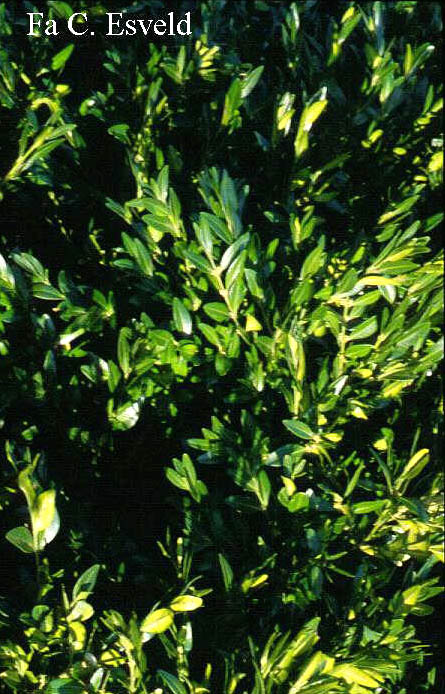 Buxus sempervirens 'Planifolia'