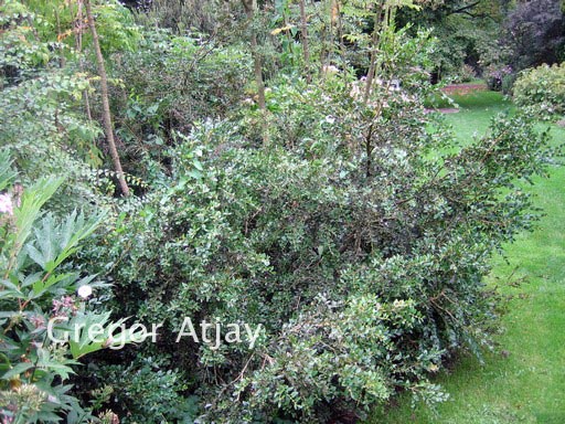 Buxus sempervirens 'Prostrata'
