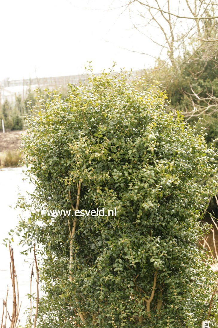 Buxus sempervirens 'Sultan'