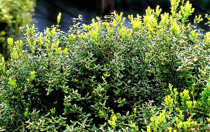 Buxus sinica var. insularis