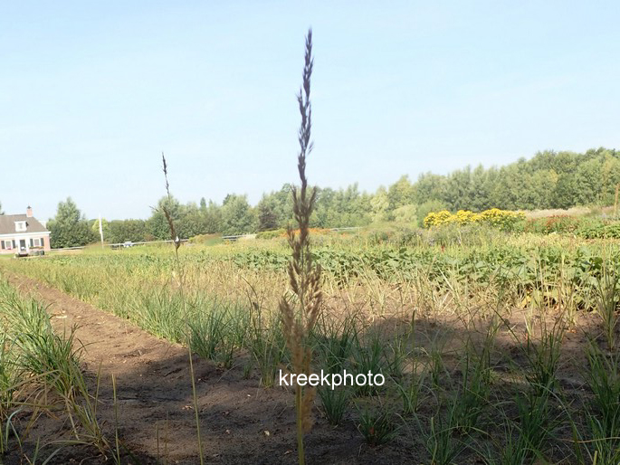 Calamagrostis acutiflora 'Avalanche'