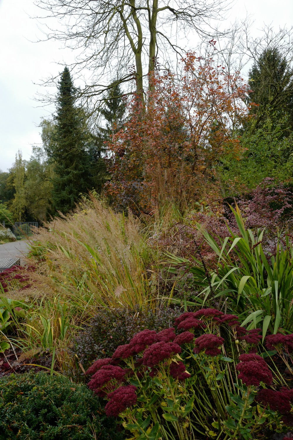 Calamagrostis brachytricha