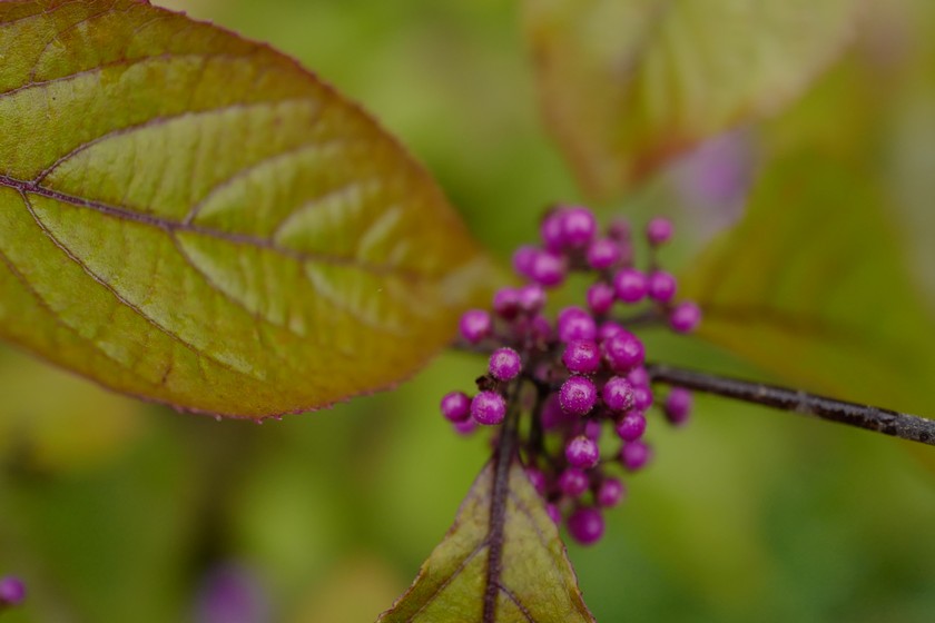 Callicarpa bodinieri 'Profusion'