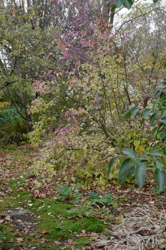 Callicarpa dichotoma