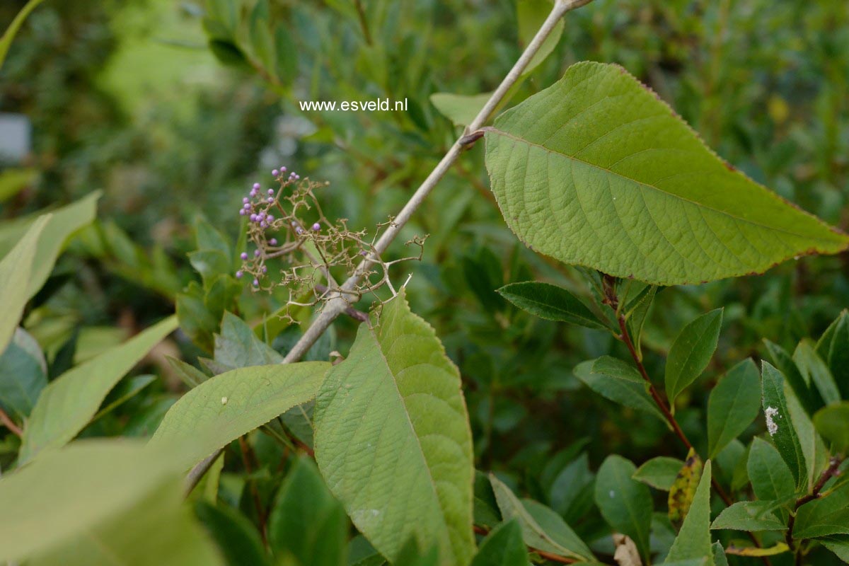 Callicarpa formosana