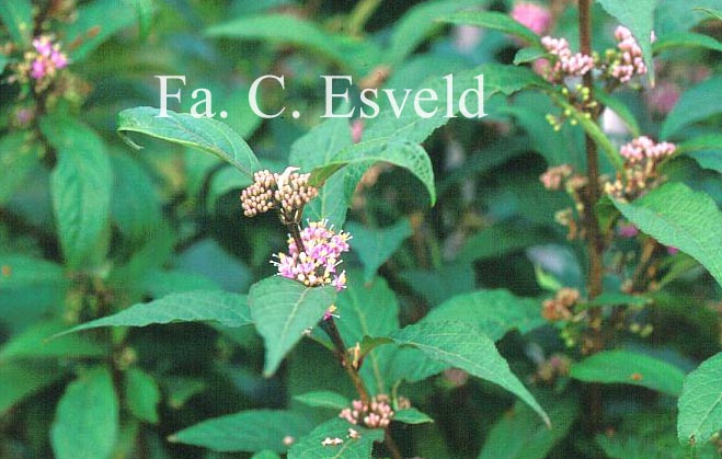 Callicarpa shirasawana