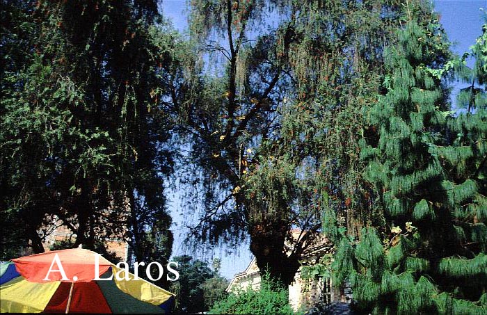 Callistemon citrinus