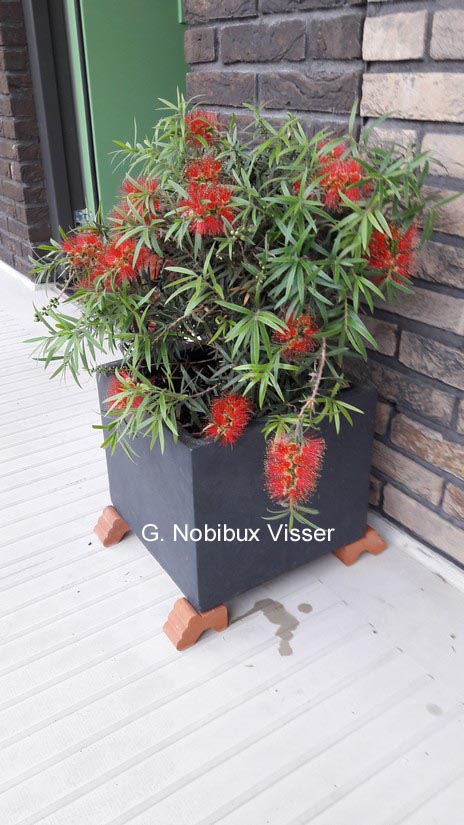 Callistemon masotti 'Mini Red'