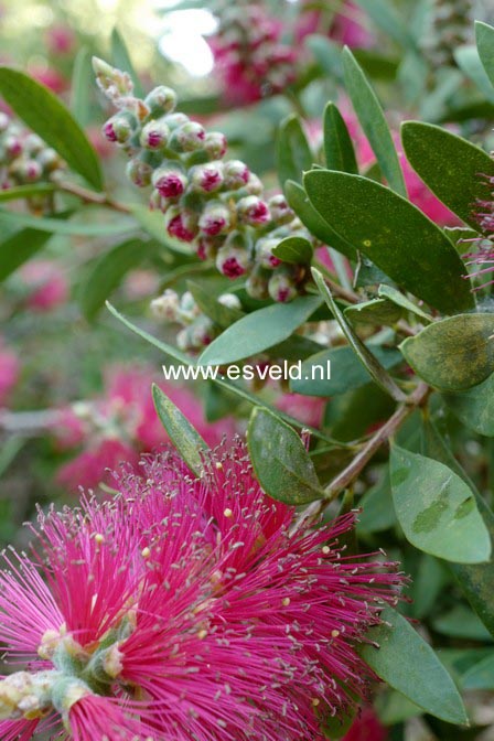 Callistemon viminalis 'Captain Cook'