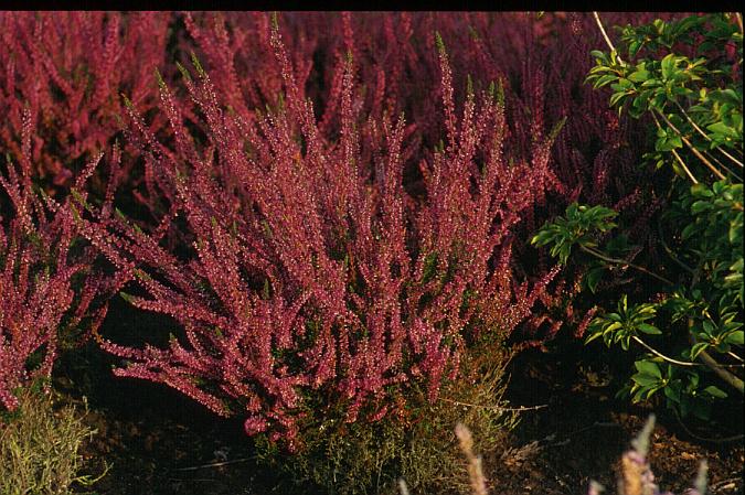 Calluna vulgaris 'Alexandra'