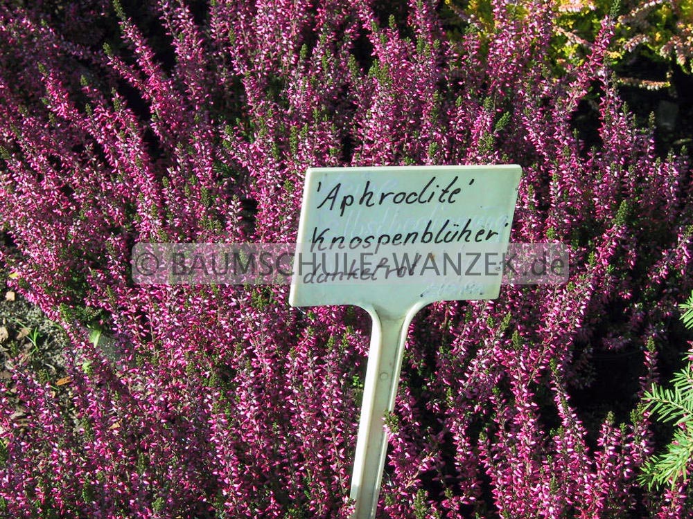 Calluna vulgaris 'Aphrodite' (GARDEN GIRLS)