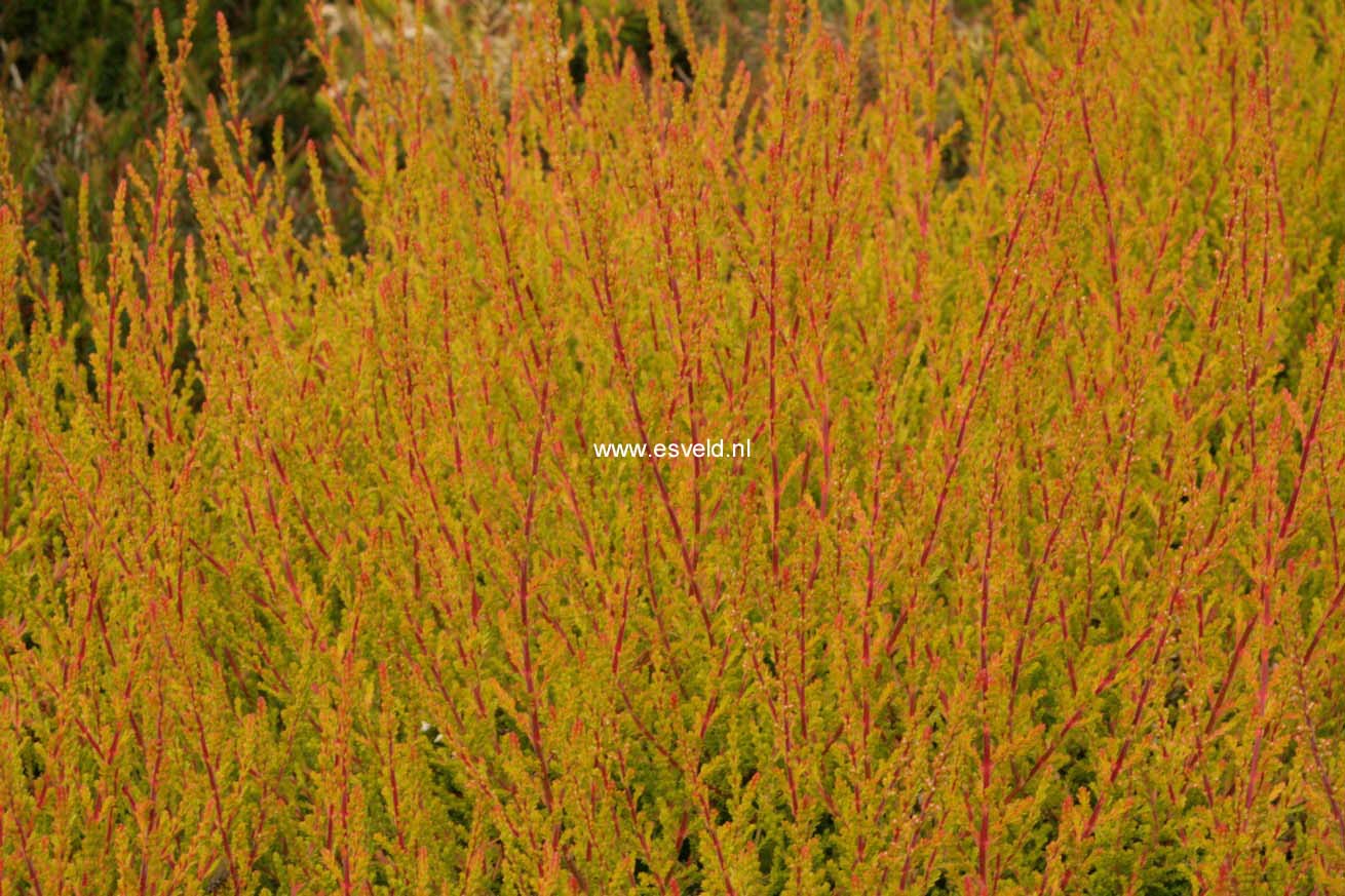 Calluna vulgaris 'Bonita' (GARDEN GIRLS)