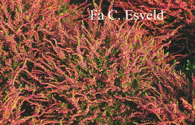 Calluna vulgaris 'Carmen'