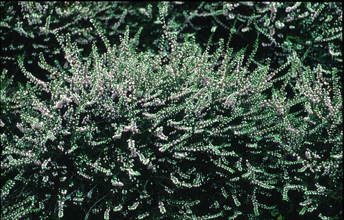Calluna vulgaris 'County Wicklow'