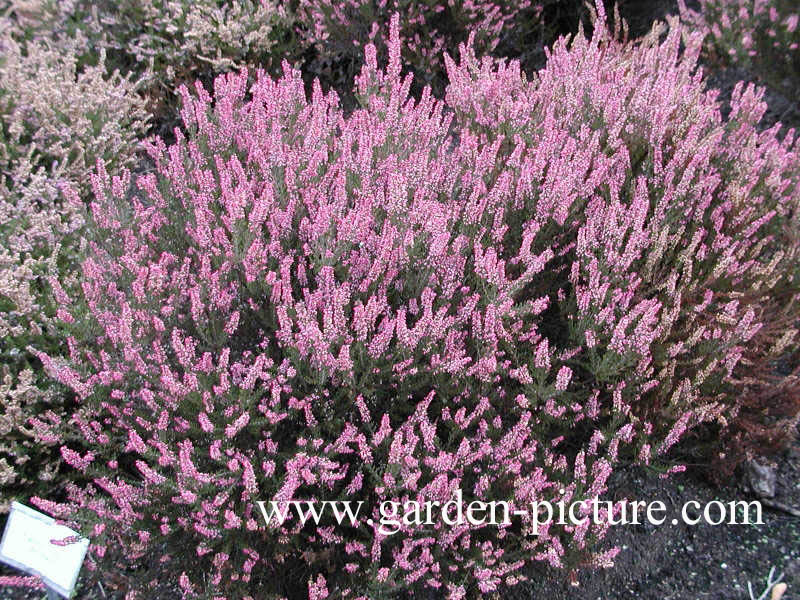 Calluna vulgaris 'Fritz Kirchner'