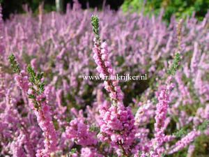 Calluna vulgaris 'H.E. Beale'