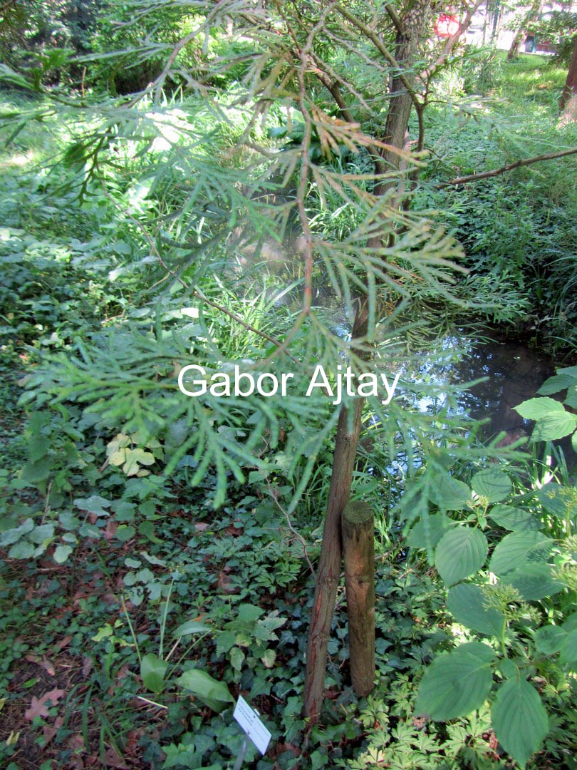 Calocedrus formosana