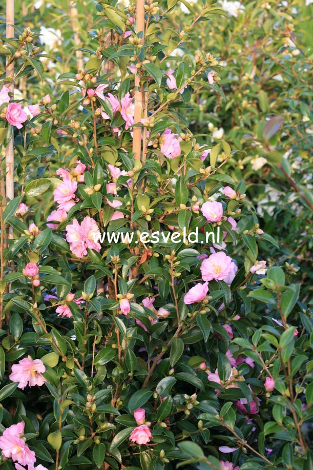 Camellia 'Ashton's Ballet'