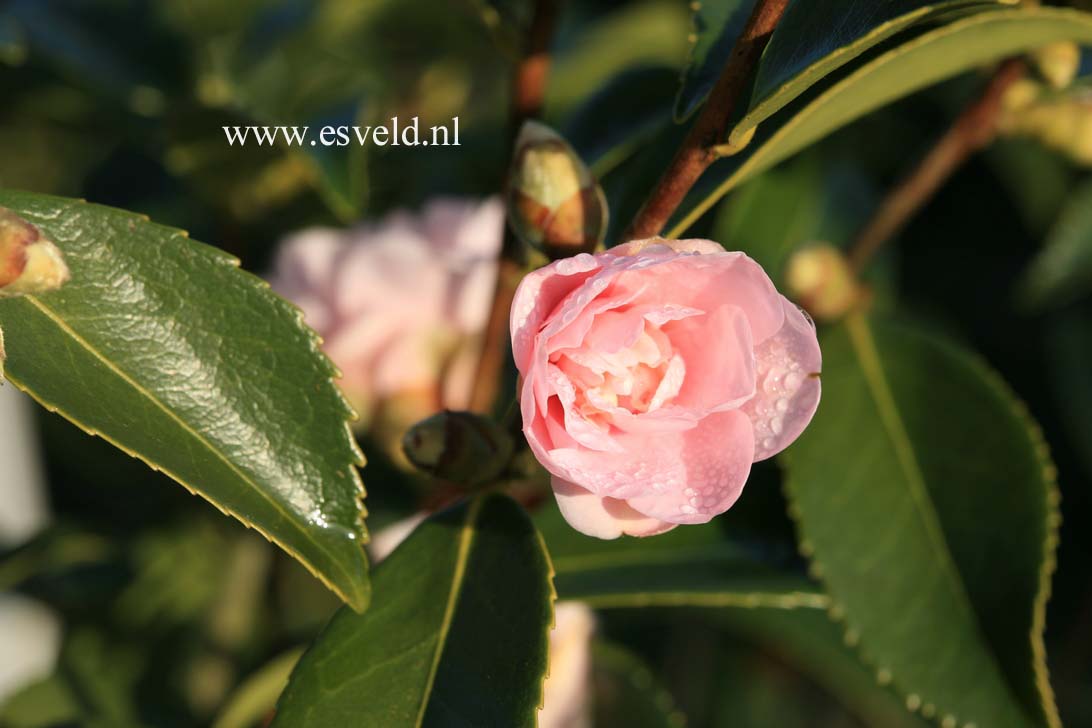 Camellia 'Ashton's Pink'